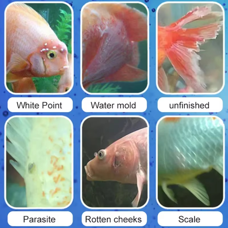 SIKEZHAN Fish Disease Treatmen - Aquarium Marine Salt recensione e prezzo